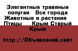 Элегантные травяные попугаи - Все города Животные и растения » Птицы   . Крым,Старый Крым